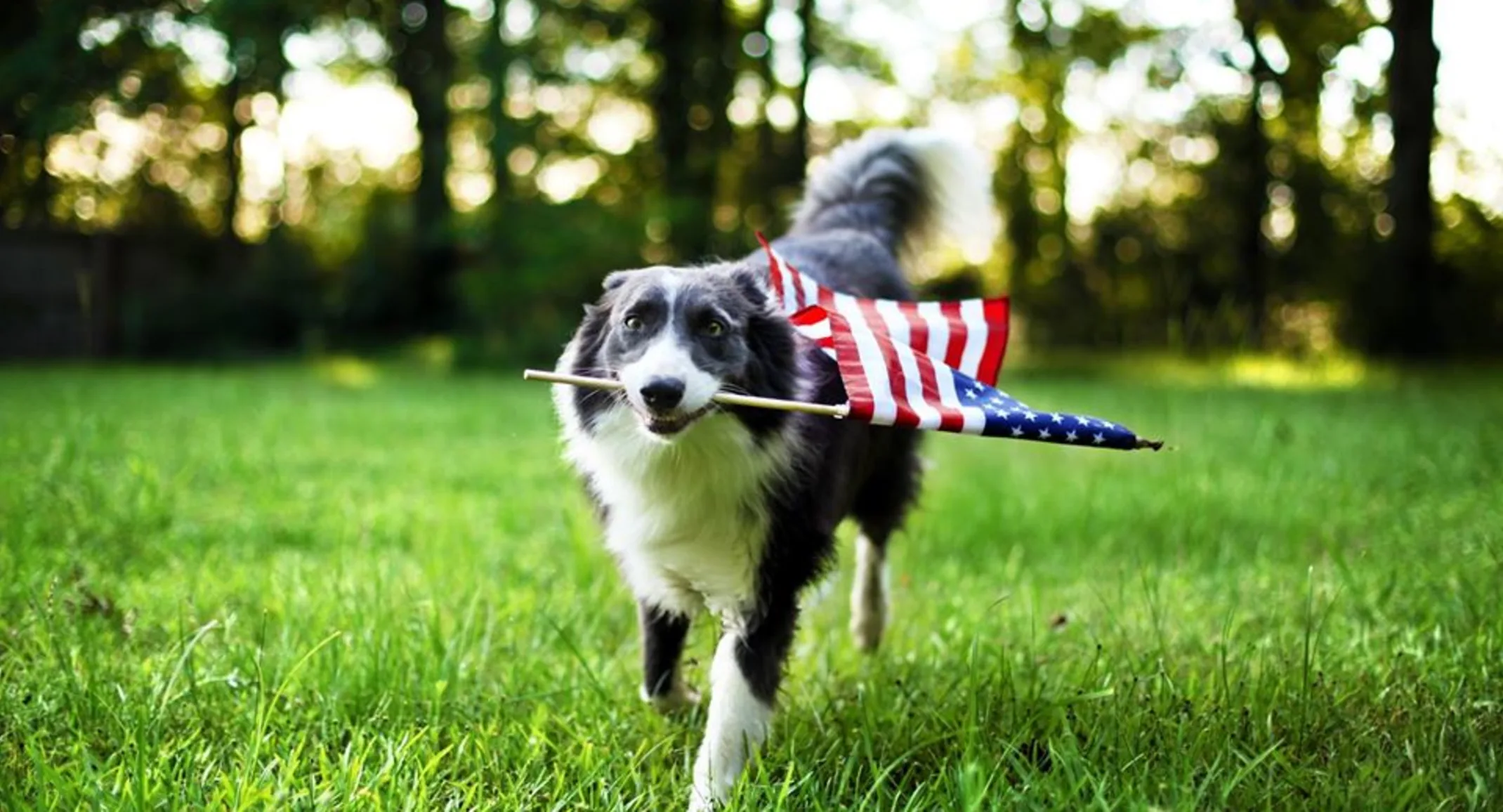 dog biting a american flag